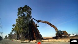 Para pekerja konstruksi sedang mengerjakan bagian tembok pembatas AS-Meksiko yang roboh di Mexicali, Baja California, Meksiko, on January 29, 2020. 