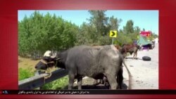 د ډیوه د روانو چارو خپرونه په ټي وي
