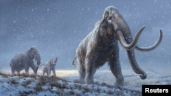 An artist's reconstruction shows the extinct steppe mammoth, an evolutionary predecessor to the woolly mammoth that flourished during the last Ice Age. (Beth Zaiken/Centre for Palaeogenetics/Handout via REUTERS)