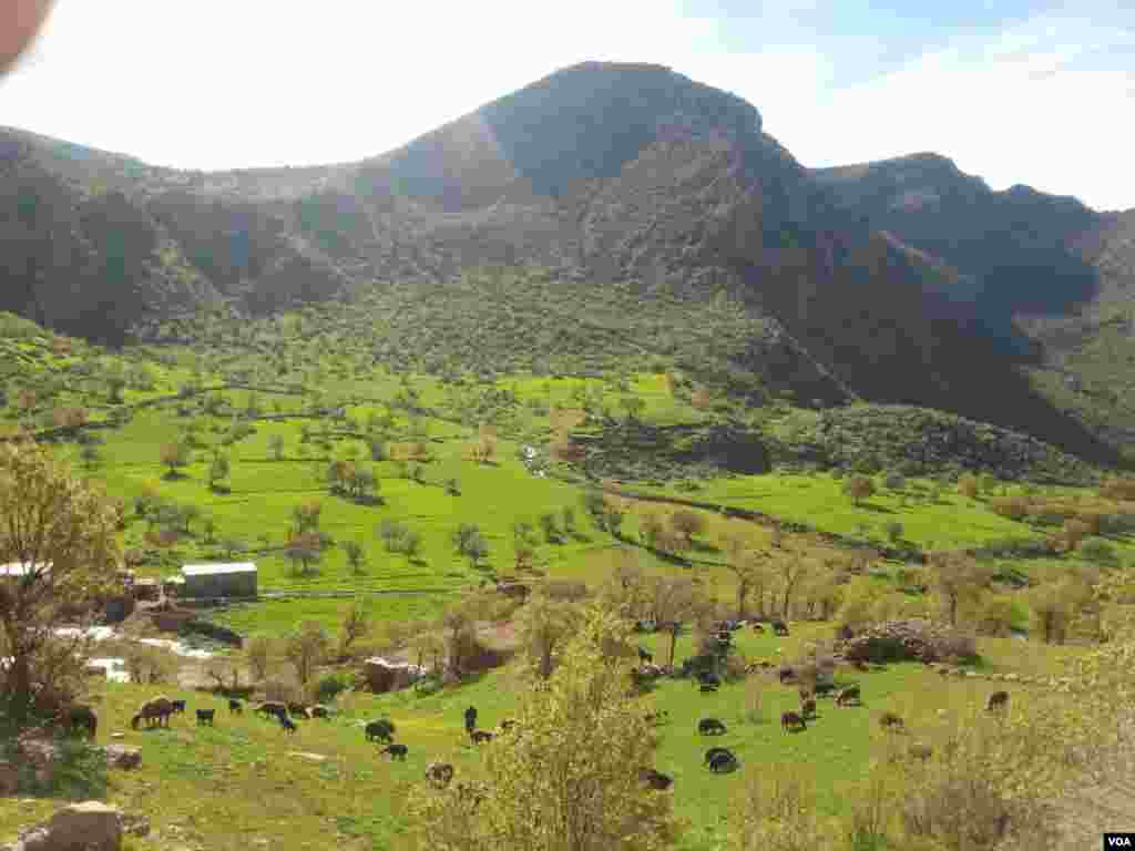 استان کردستان- شهرستان سروآباد، روستای کولیج عکس: کاوه (ارسالی شما)