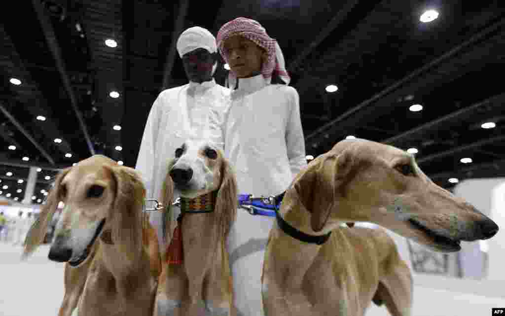 Seorang anak Emirat Arab berdiri di sebelah anjing-anjing Salukinya selama kontes kecantikan Arabian Saluki sebagai bagian Pameran Internasional Perburuan dan Berkuda Abu Dhabi (ADIHEX) di Abu Dhabi.