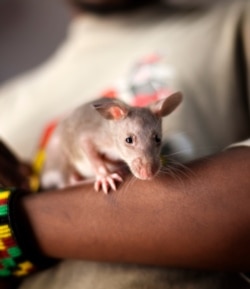 African giant pouched rats are trained in a click and rewards system to sniff out a tea egg infuser filled with TNT to eventually locate landmines. (APOPO/Courtesy)