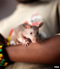 African giant pouched rats are trained in a click and rewards system to sniff out a tea egg infuser filled with TNT to eventually locate landmines. (APOPO/Courtesy)