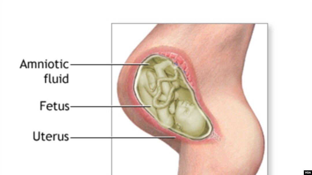 Thai nhi trong bụng mẹ nằm trong nước ối.