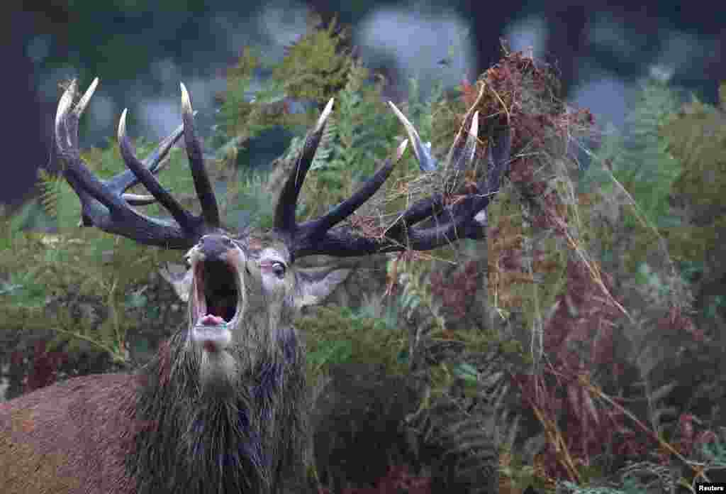 A deer stag barks, as the annual rutting season continues, in Richmond Park, London, Britain.