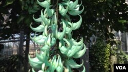 The exotic and rare Jade Vine flower is native to the Philippines, but recently bloomed for the second time in 20 years at the U.S. Botanic Garden in Washington. (J. Taboh/VOA)