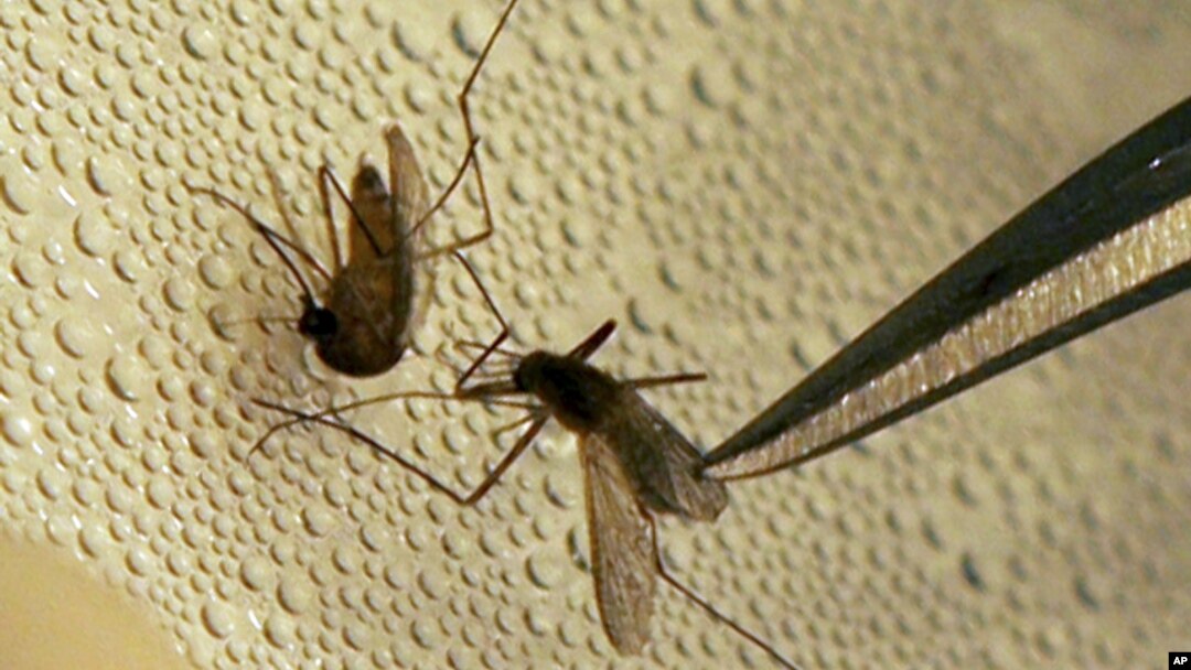 mosquito