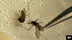 mosquito