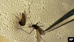 Komarci koji prenose virus zapadnog Nila