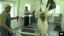 A goat slaughtered according to the Halal tradition at Joe Kavanagh's farm in Mount Airy, Maryland