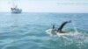Swimmer Attempts 5.5K Swim Across Pacific to Study Plastic Pollution