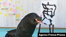 Sea lion Leo poses after writing the Chinese character for &quot;tiger&quot;, which is the upcoming new year&#39;s Chinese zodiac sign, during a press preview at Hakkeijima Sea Paradise in Yokohama, Japan.