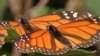 WWF: “No hay barreras ni muros para las mariposas Monarca” 