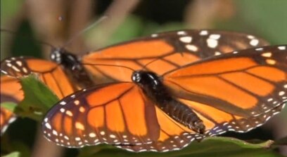 4.500 kilómetros de mariposas Monarca