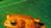 Hunt for Missing Frogs Leaps Across 5 Continents