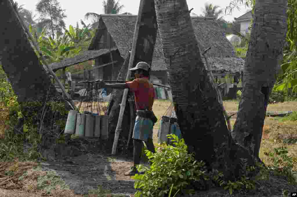 یک دهقان در کمبودیا در میان درختان نخل در فصل شیره برداری از این درختان برای تولید شکر