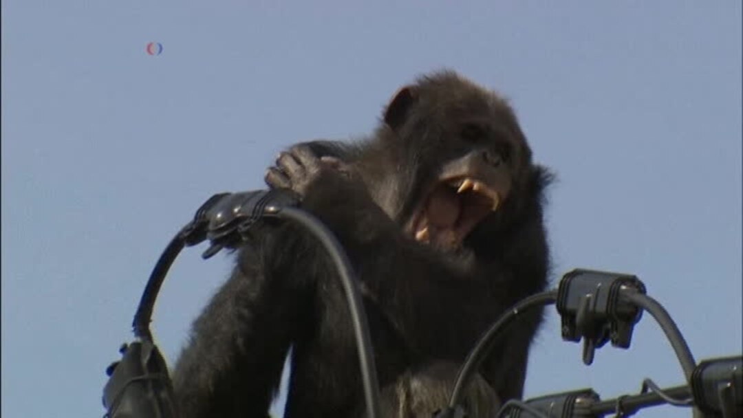 WATCH Video of Escaped Chimp on Power Lines in Japan