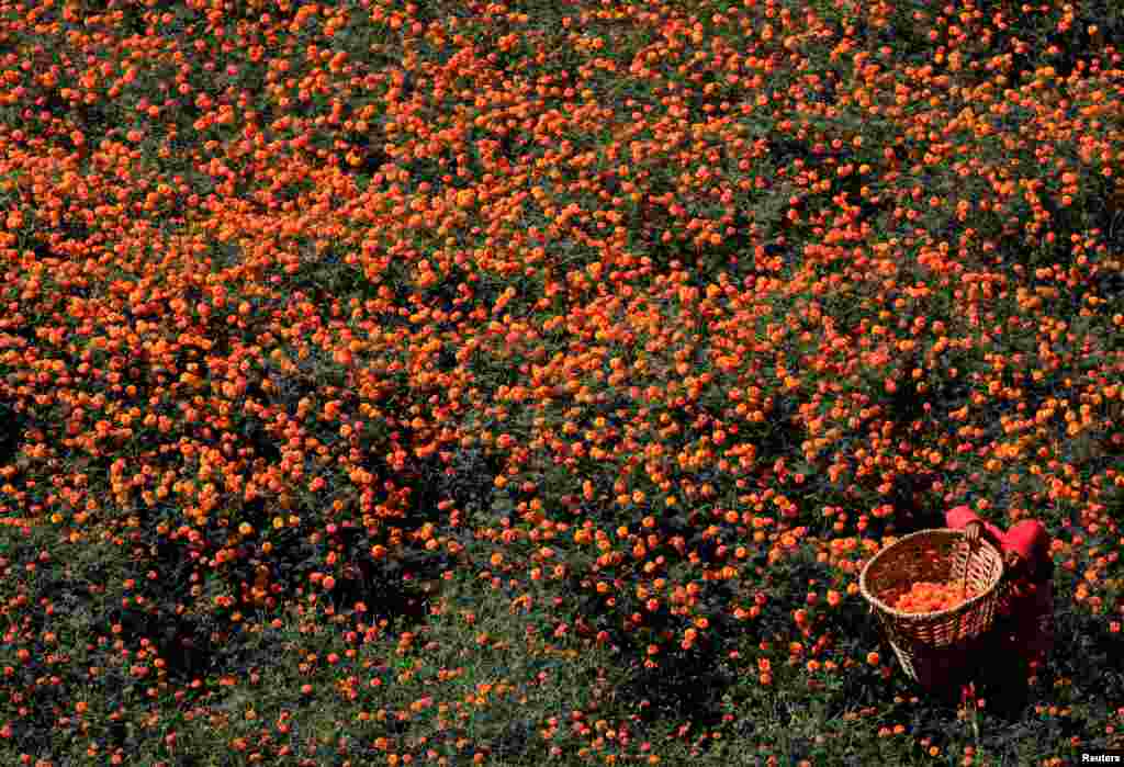 A woman carries a basket filled with marigold flowers, used to make garlands and offer prayers, to sell to the market for the Tihar festival, also called Diwali, in Kathmandu, Nepal.