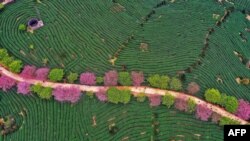 This photo taken on February 26, 2019 shows an aerial view of a tea field in Zhangping in China's eastern Fujian province. 