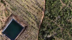 Mexico Avocados Deforestation