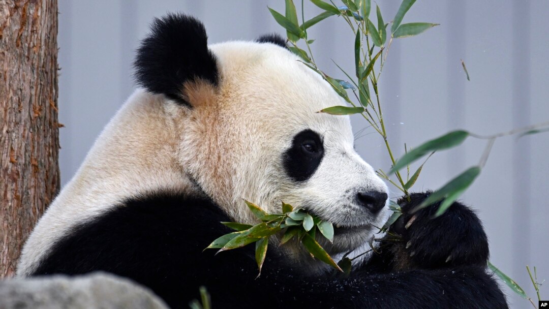 Bao Li, lous panda mal la, manje fey banbou pandan gran debi li devan piblik Washington nan nan pak zowolojik nasyonal la, 24 Janvye 2025. 