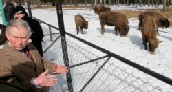 FILE - Britain's Prince Charles views bison at a reserve in Poland's Bialowieza forest in Bialowieza, Poland, March 16, 2010. Seven young bison females were sent from Białowieża to farms in northern Spain to boost the herd there.