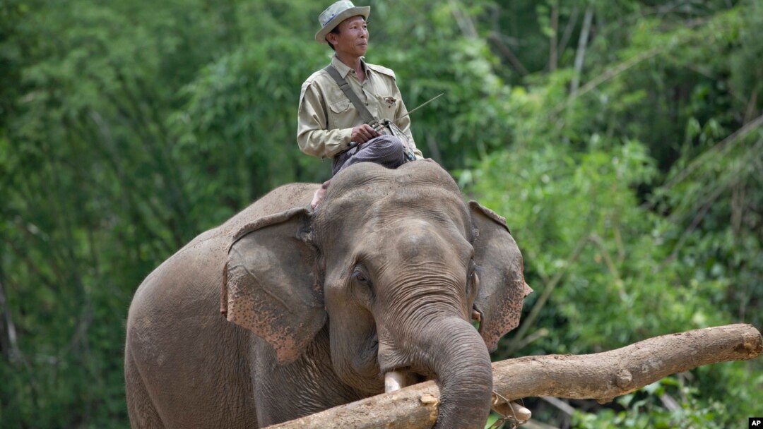 Seorang petugas (pawang) mengendarai seekor gajah di Myanmar. 