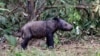 Study: Good News About Sumatran Rhinos 