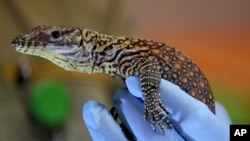 Bayi komodo di Taman Safari Indonesia di Cisarua, Jawa Tengah, 14 Maret 2017.