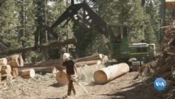 Yong’inlarni to’xtatish uchun o’rmonlarni siyraklashtirish kerakmi?