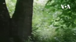 Волки под угрозой