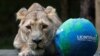 Arya, singa betina Asia di Kebun Binatang ZSL London di London, Inggris, pada Hari Singa Sedunia, 9 Agustus 2021. (REUTERS/Peter Nicholls)