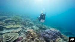 In this undated photo provided by the Great Barrier Reef Marine Park Authority, a diver monitors the health of the Great Barrier Reef off the Australian coast.