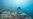 Mass bleaching detected on Australia’s Great Barrier Reef
