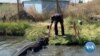 Gator Farm Finds Its Place High in Colorado Mountains