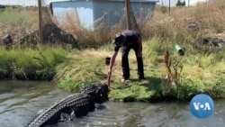 Gator Farm Finds Its Place High in Colorado Mountains