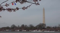 Landmark: Sakura di Tidal Basin