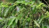 Produksi Kopi El Salvador Terdampak Perubahan Iklim