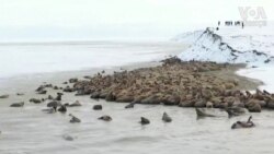 Kuzey Kutbu’nda Binlerce Mors Görüntülendi