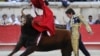 French matador Sebastien Castella performs a muleta pass to a Daniel Ruiz fighting bull, on September 16, 2012 during the Bullfighting wine harvest feria in Nimes, southern France.