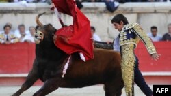 French matador Sebastien Castella performs a muleta pass to a Daniel Ruiz fighting bull, on September 16, 2012 during the Bullfighting wine harvest feria in Nimes, southern France.