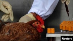 Officials from the Center for Food Safety get a blood sample from a chicken imported from mainland China at a border checkpoint in Hong Kong, April 11, 2013. 