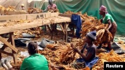 Workers grade cured tobacco at a community farm outside Harare, Zimbabwe. REUTERS/Philimon Bulawayo - RC175FAED6E0