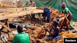 FILE - Workers grade cured tobacco at a community farm outside Harare, Zimbabwe, March 14, 2017. 