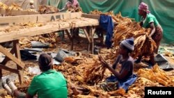 Workers grade cured tobacco at a community farm outside Harare, Zimbabwe, March 14, 2017. 