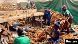 FILE: Workers grade cured tobacco at a community farm outside Harare, Zimbabwe. (REUTERS)