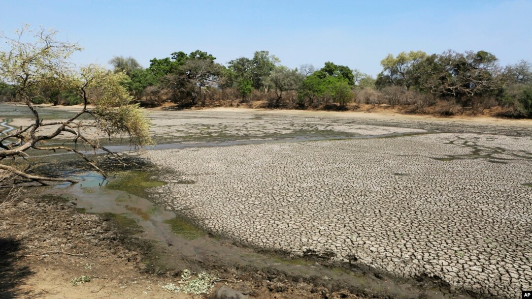 The carcass of a buffalo lies on the edges of a dry pool that used to be a perennial water supply in Mana Pools National Park, Zimbabwe, Oct. 27, 2019. 