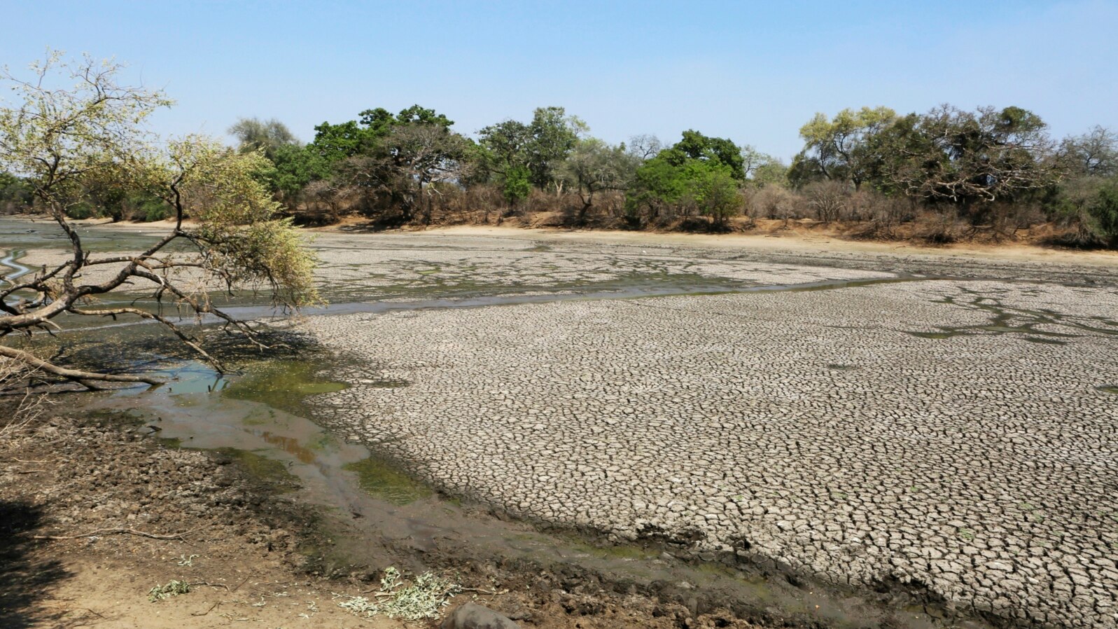 The carcass of a buffalo lies on the edges of a dry pool that used to be a perennial water supply in Mana Pools National Park, Zimbabwe, Oct. 27, 2019. 