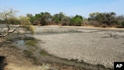 The carcass of a buffalo lies on the edges of a dry pool that used to be a perennial water supply in Mana Pools National Park, Zimbabwe, Oct. 27, 2019. 