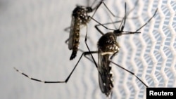 Ejemplares del mosquito Aedes aegypti son vistos en un laboratorio en Campinhas, Brazil, 2016.